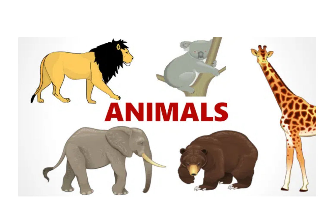 Animals